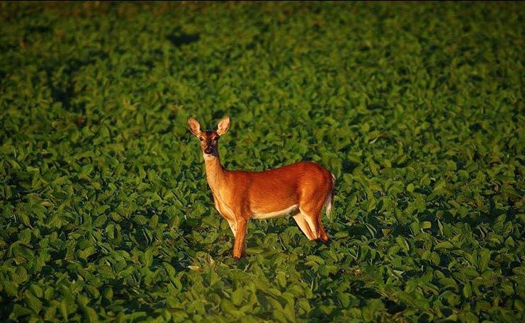 Deer Management Program
