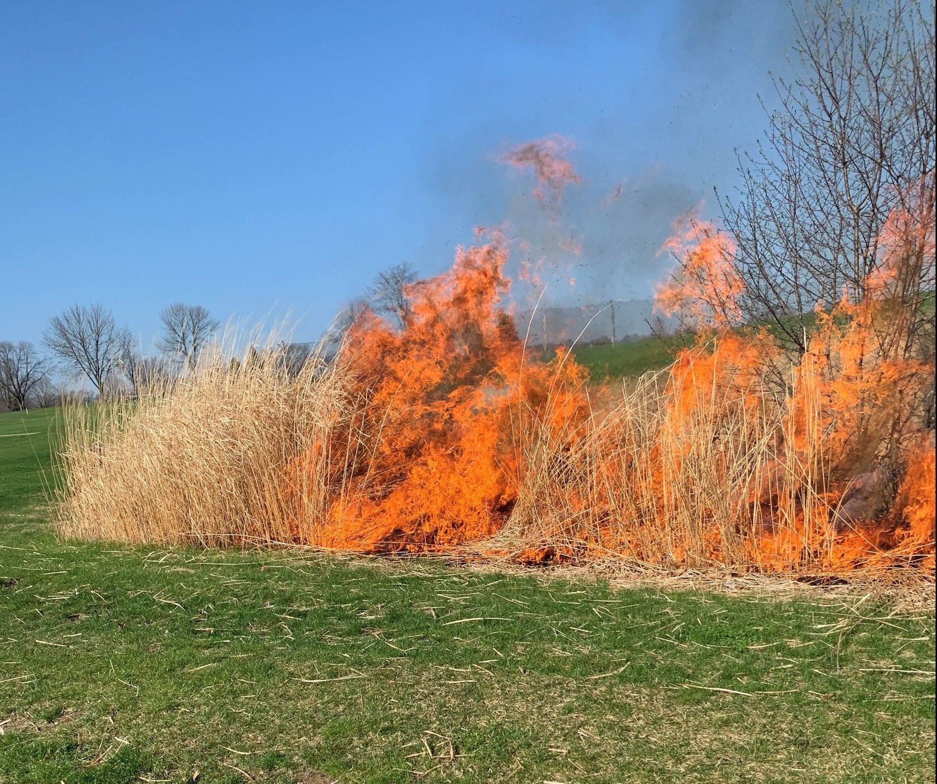 controlled burn