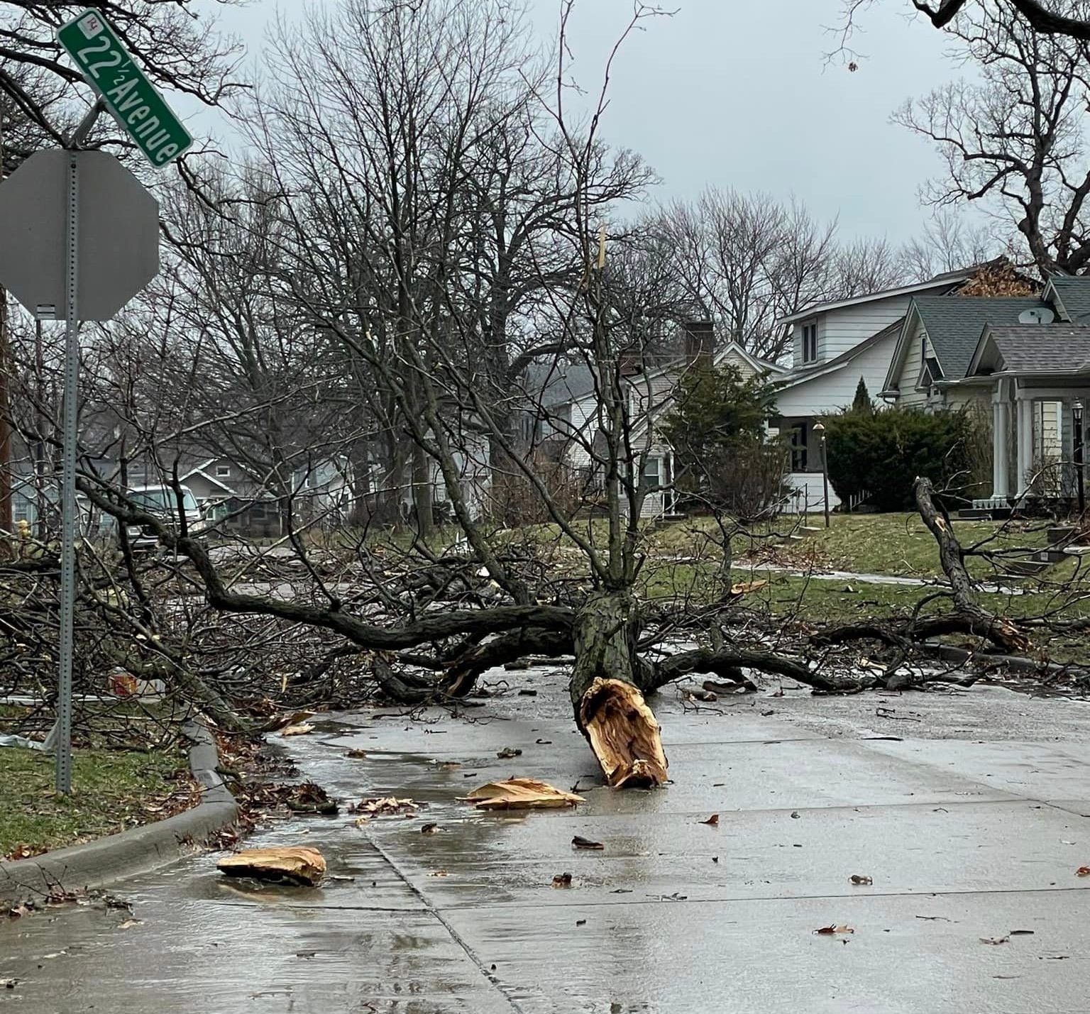Tree Down 4.04.23