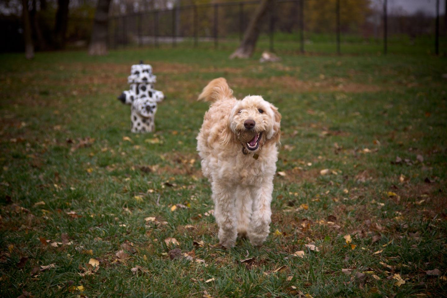 Dog playing in Eleaor Dog Park